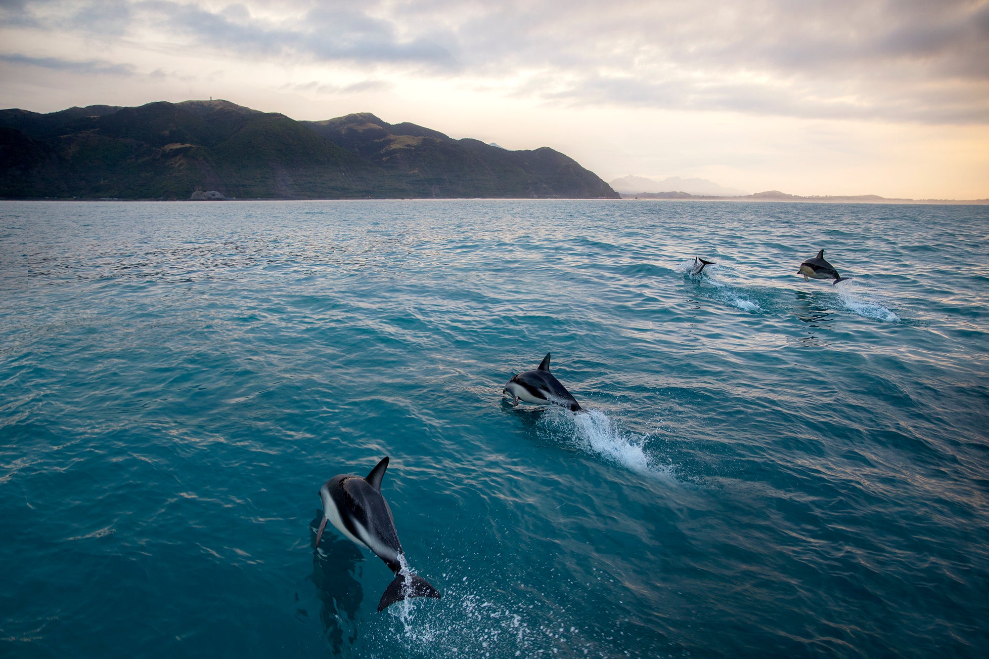 dolphins-swimming