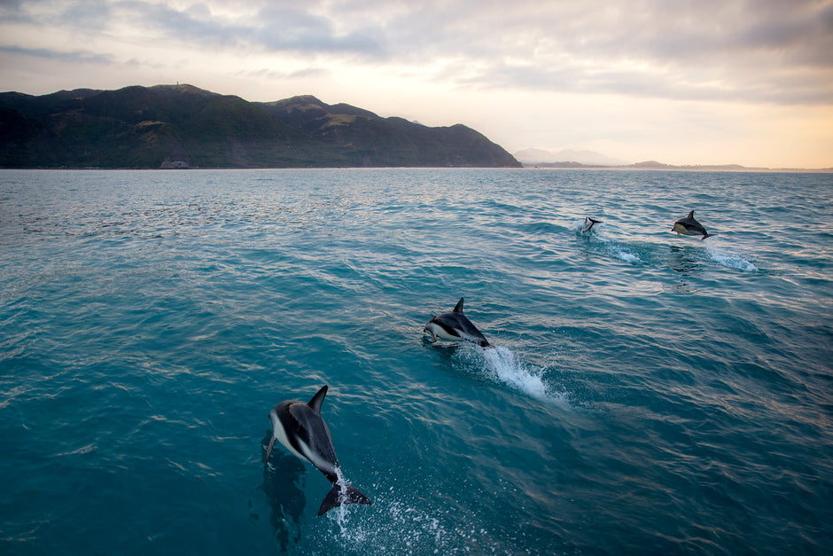 dolphins-swimming