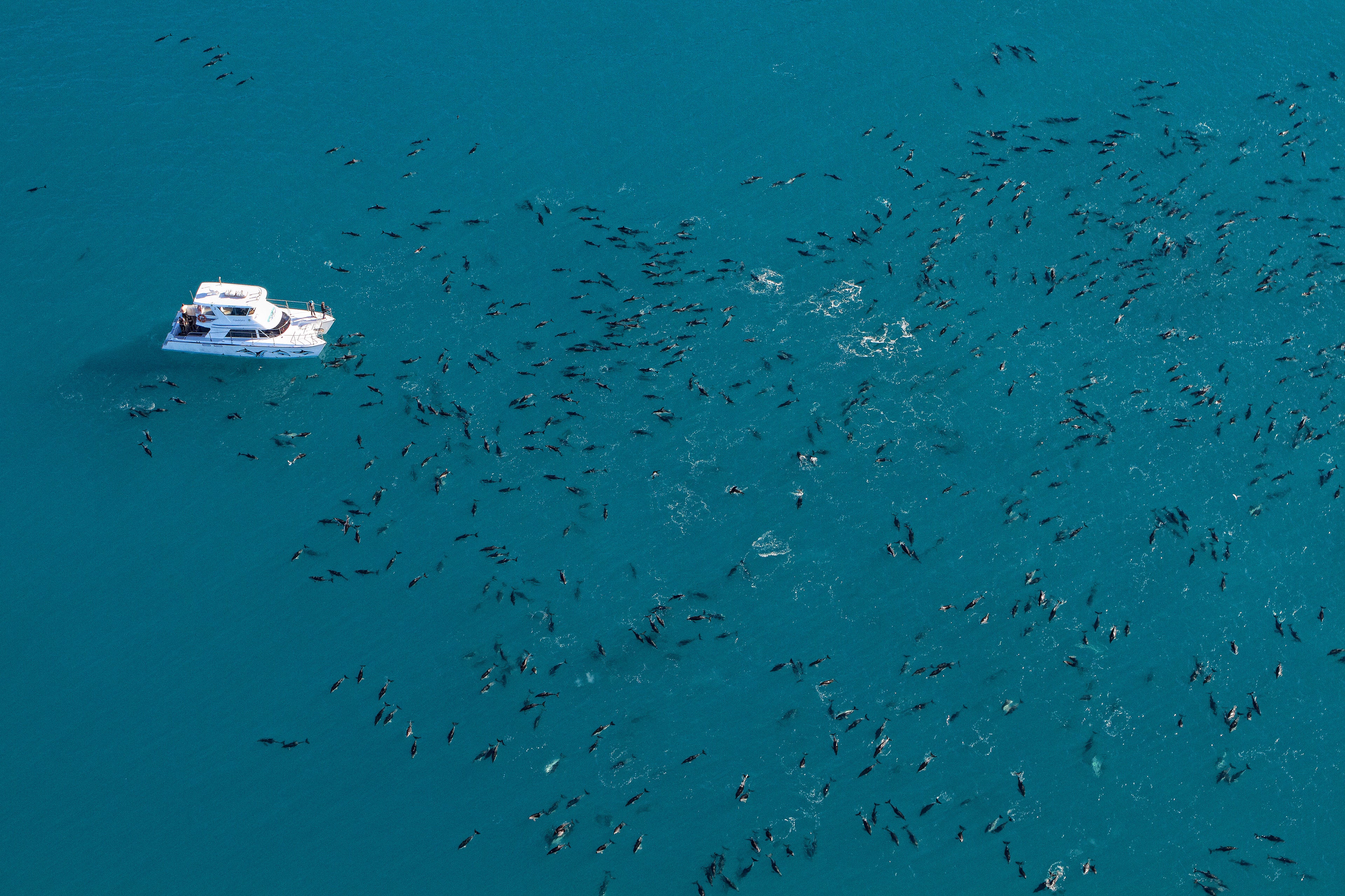 swim with dolphins