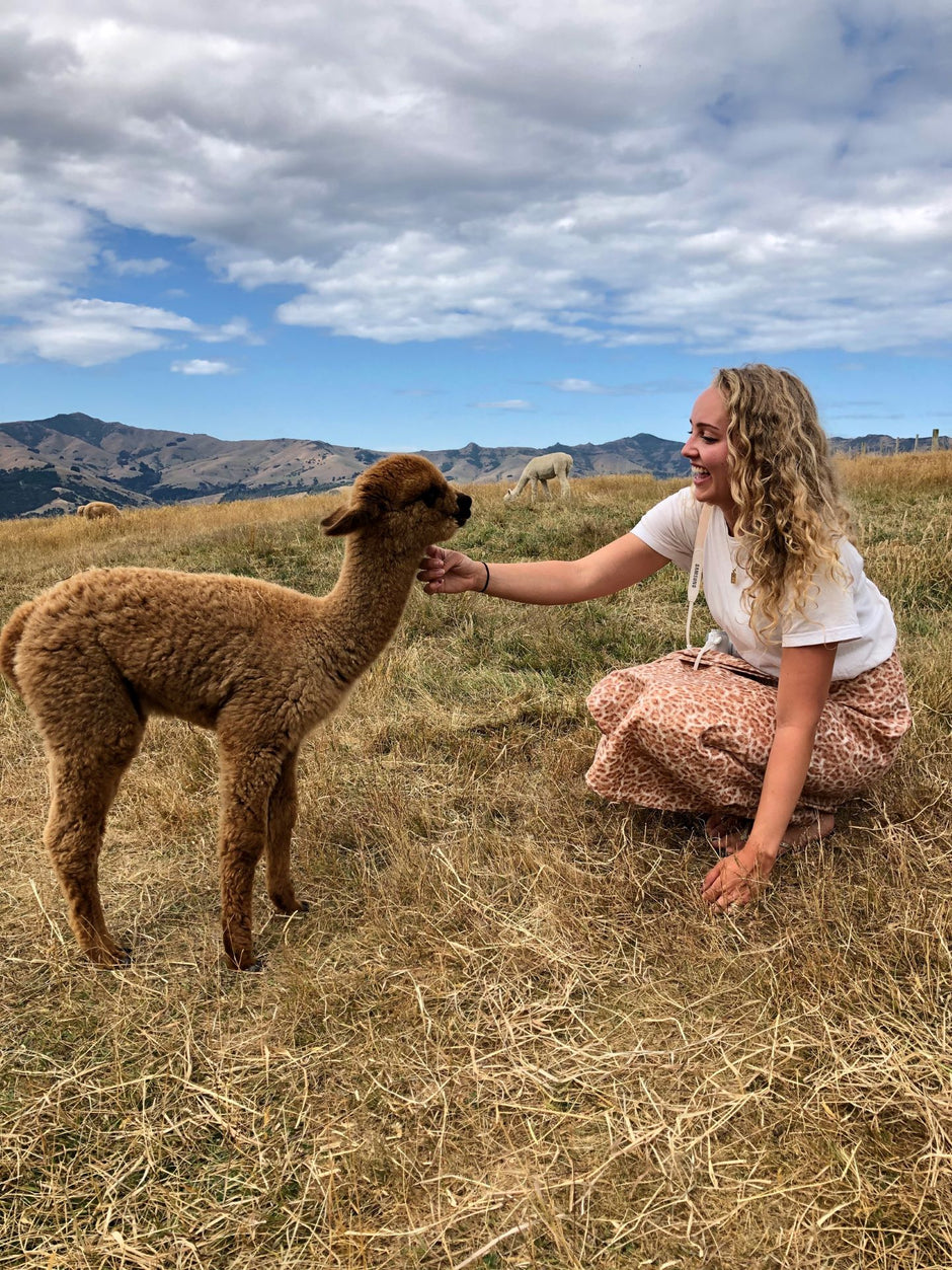 Akaroa-Alpaca-Farm_Tour-Shamarra
