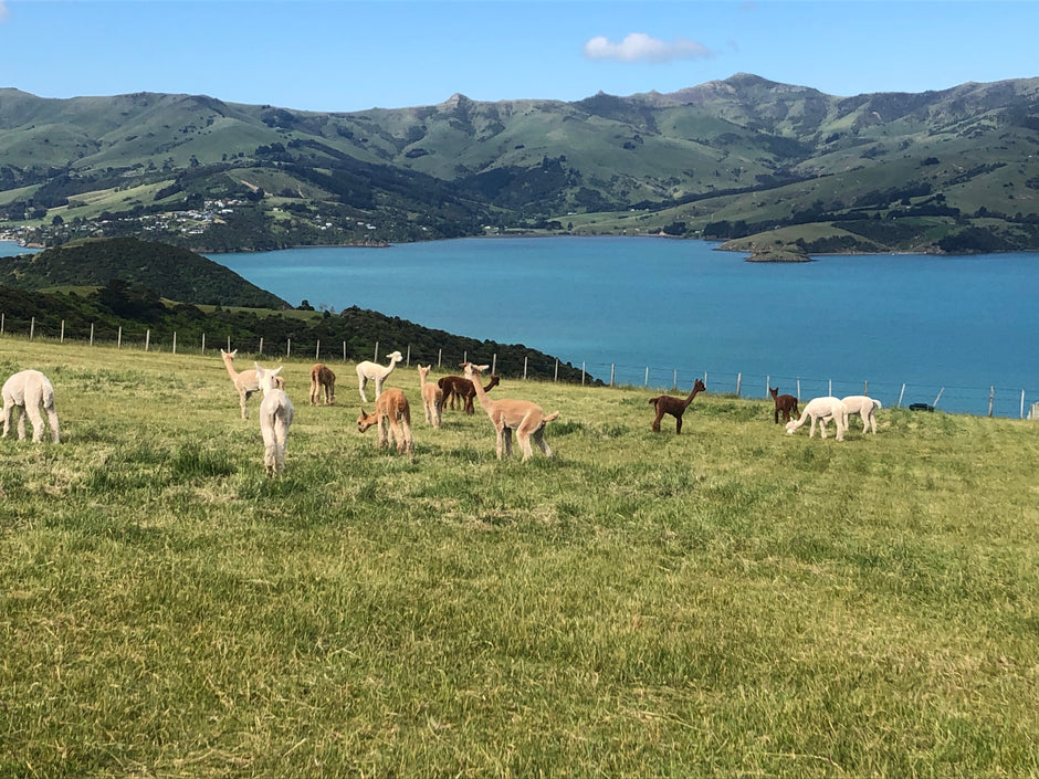 Alpaca_overlooking_Akaroa