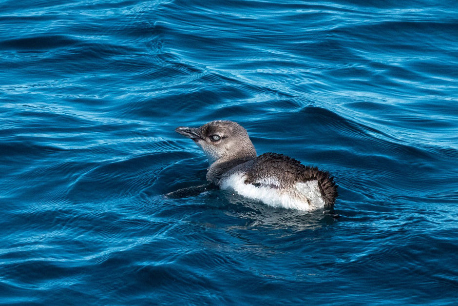 Blue-Penguin-Akaroa