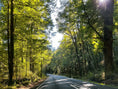 Load image into Gallery viewer, West coast road through Beech Trees