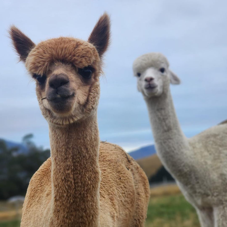 Alpaca staring