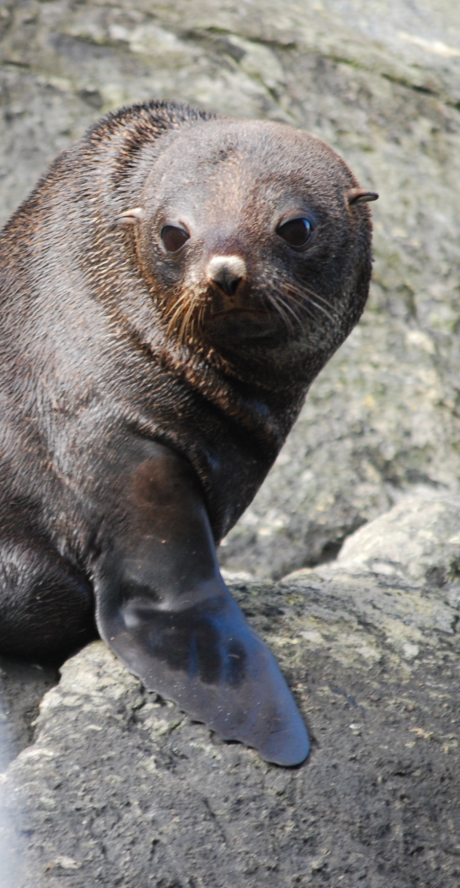 seal