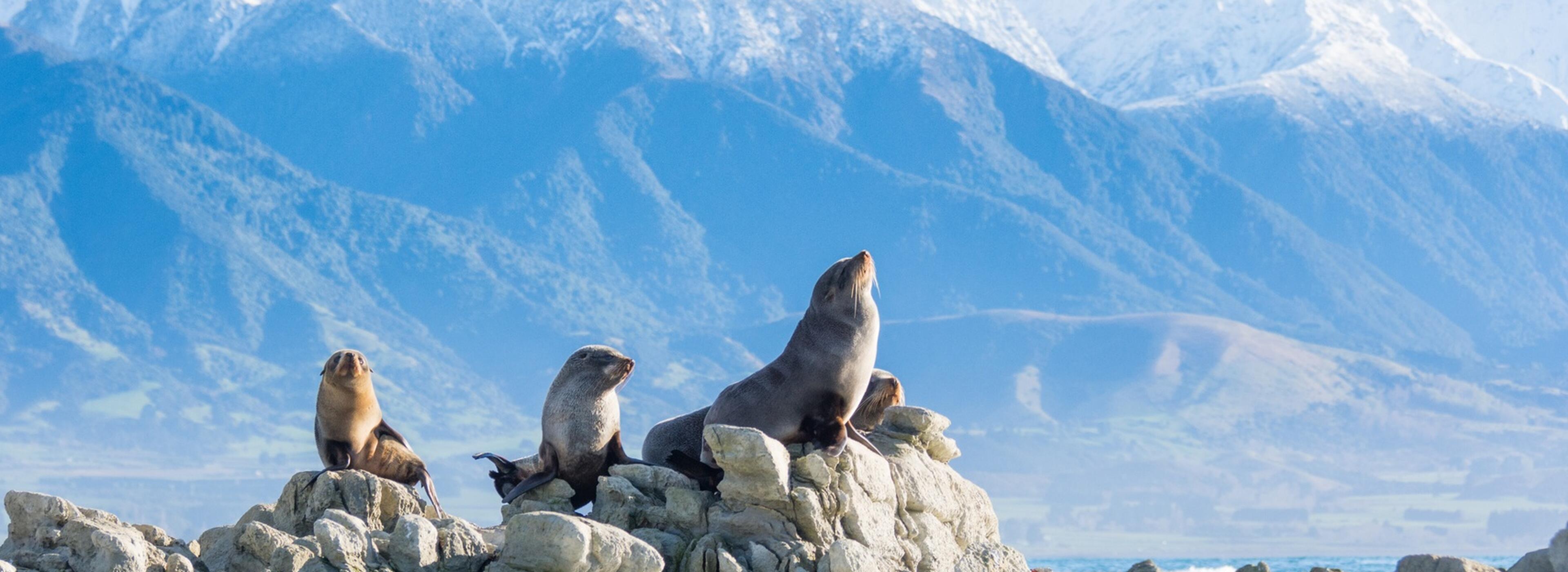 New Zealand fur seals on the rocks along the Kaikoura coast