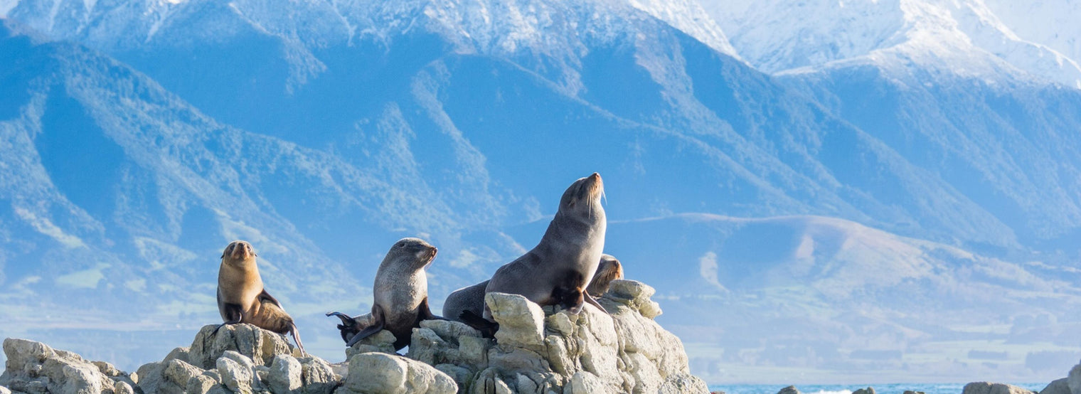 New Zealand fur seals on the rocks along the Kaikoura coast