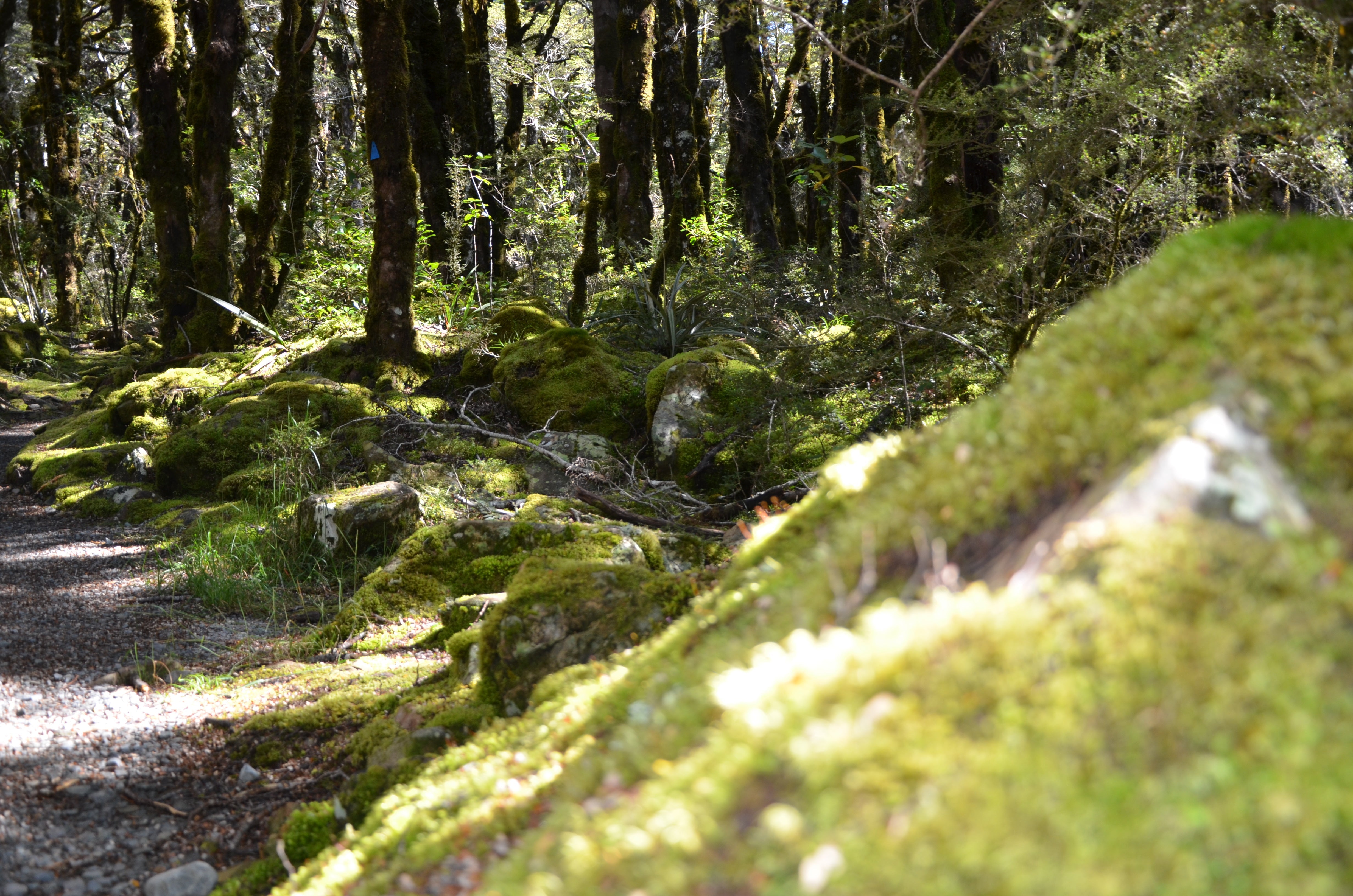 A gentle forest walk in the Canterbury high country