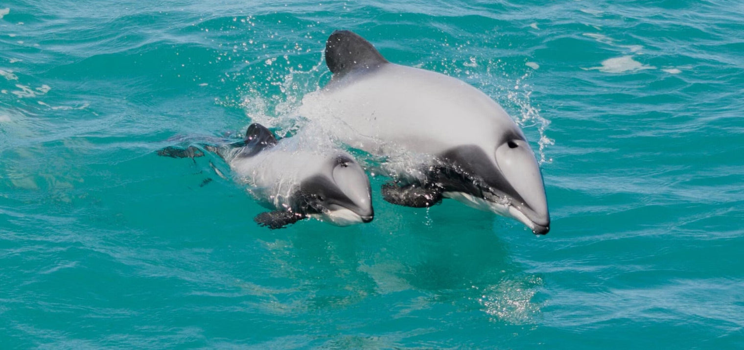 Hector's Dolphins: Where to See New Zealand's Rarest Dolphin