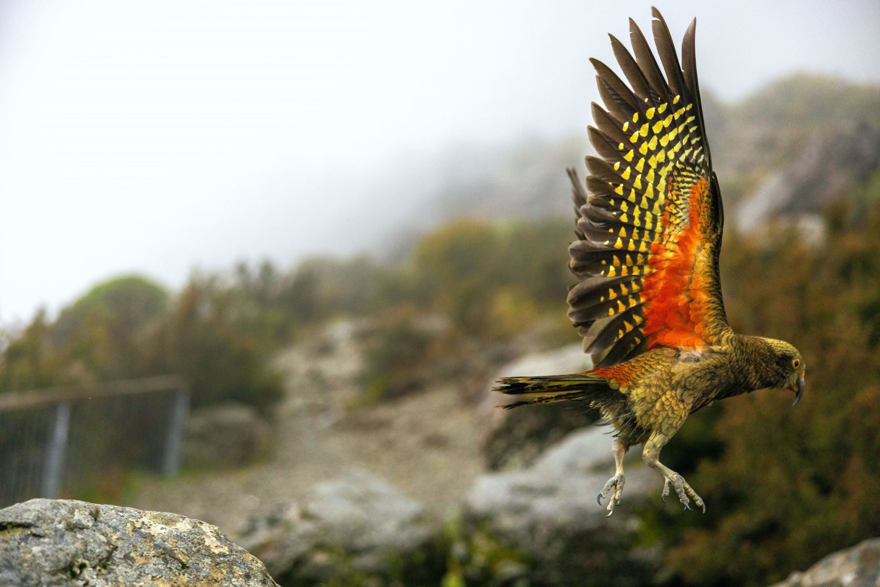 Kea flying