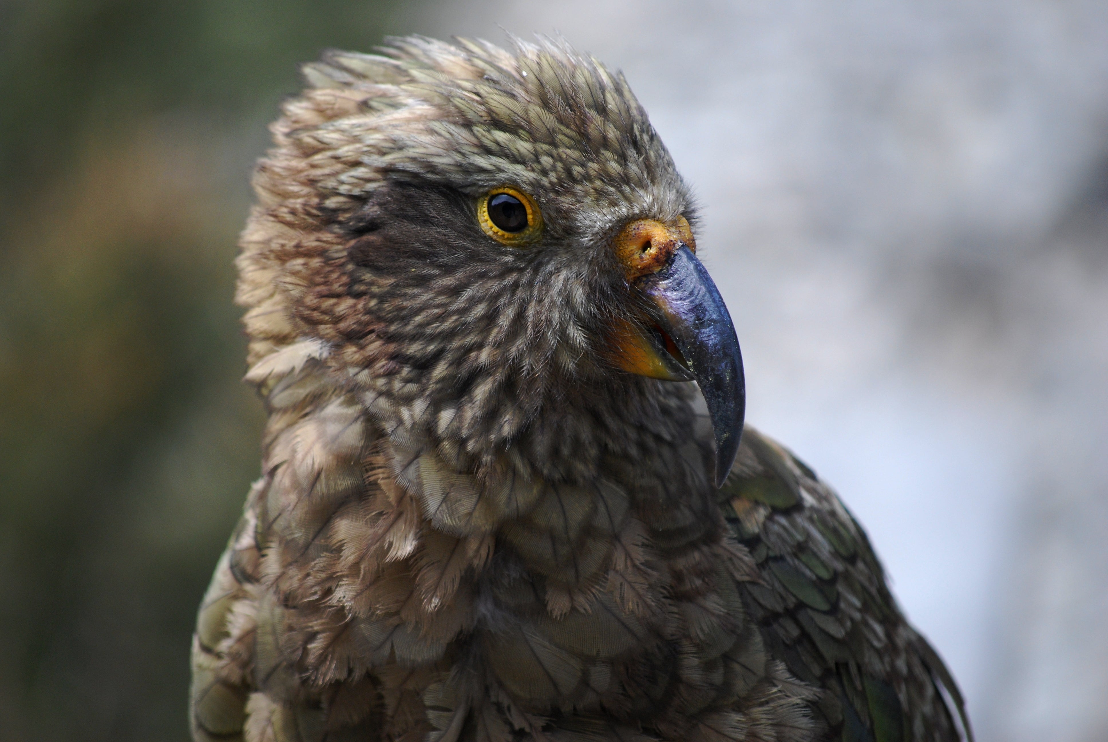A kea, the alpine parrot of the Southern Alps, seen up close