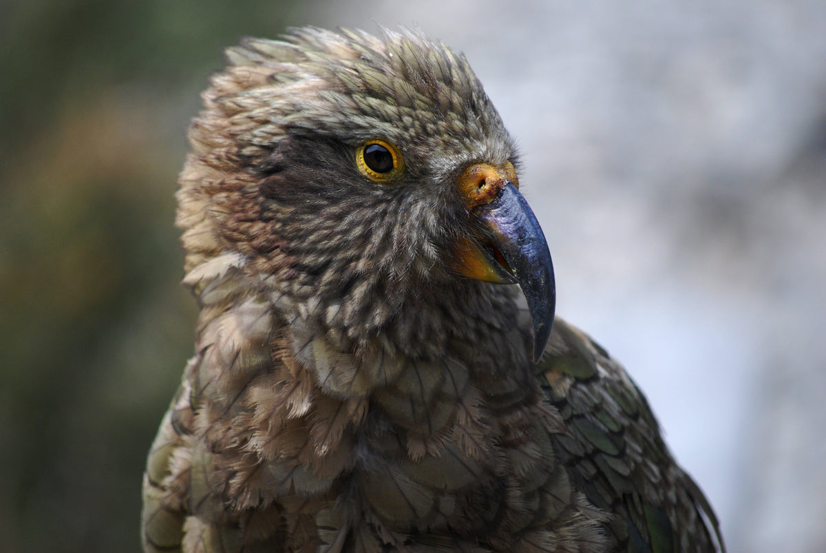 A kea, the alpine parrot of the Southern Alps, seen up close