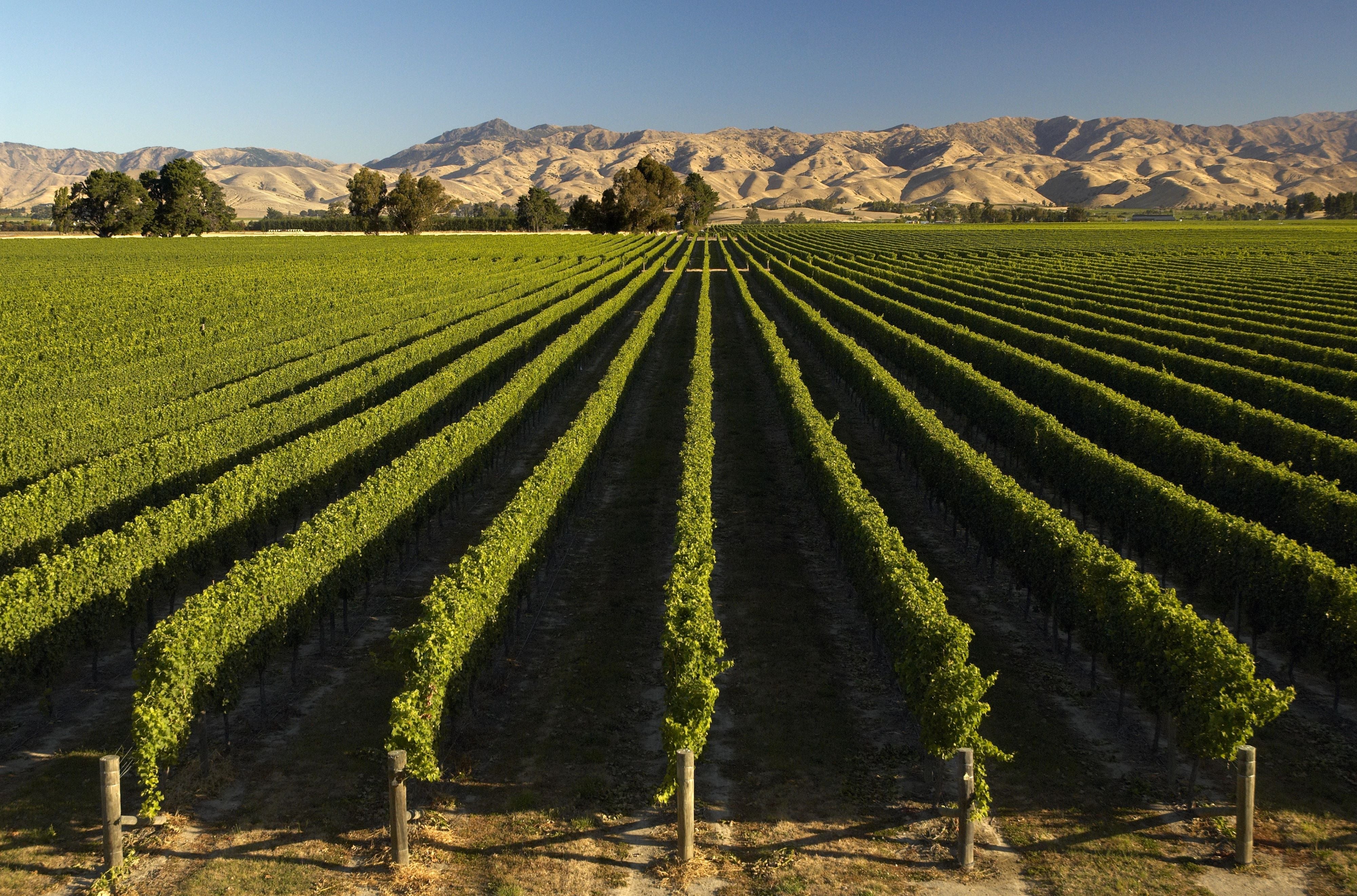 Christchurch Wine Tours: The Waipara Valley, Explained