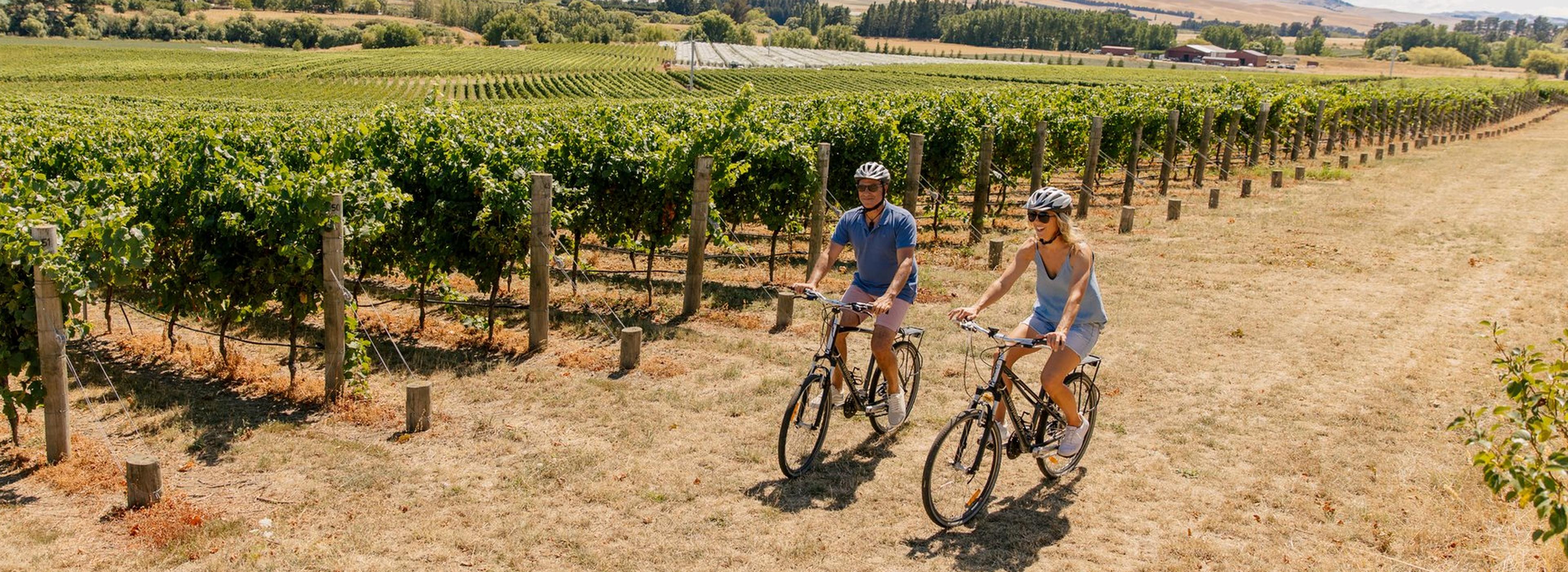Vineyard rows in the Waipara Valley north of Christchurch