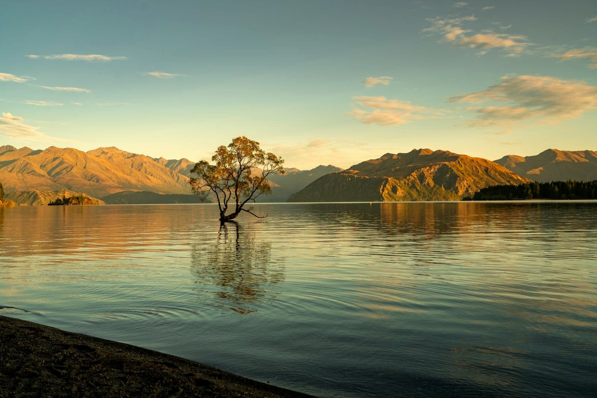 That Wanaka Tree, the lone willow in Lake Wanaka at golden sunset