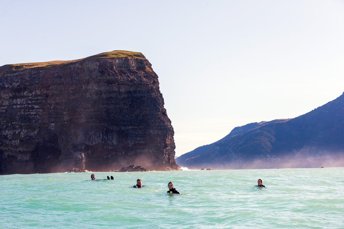Swim with dolphins in Akaroa