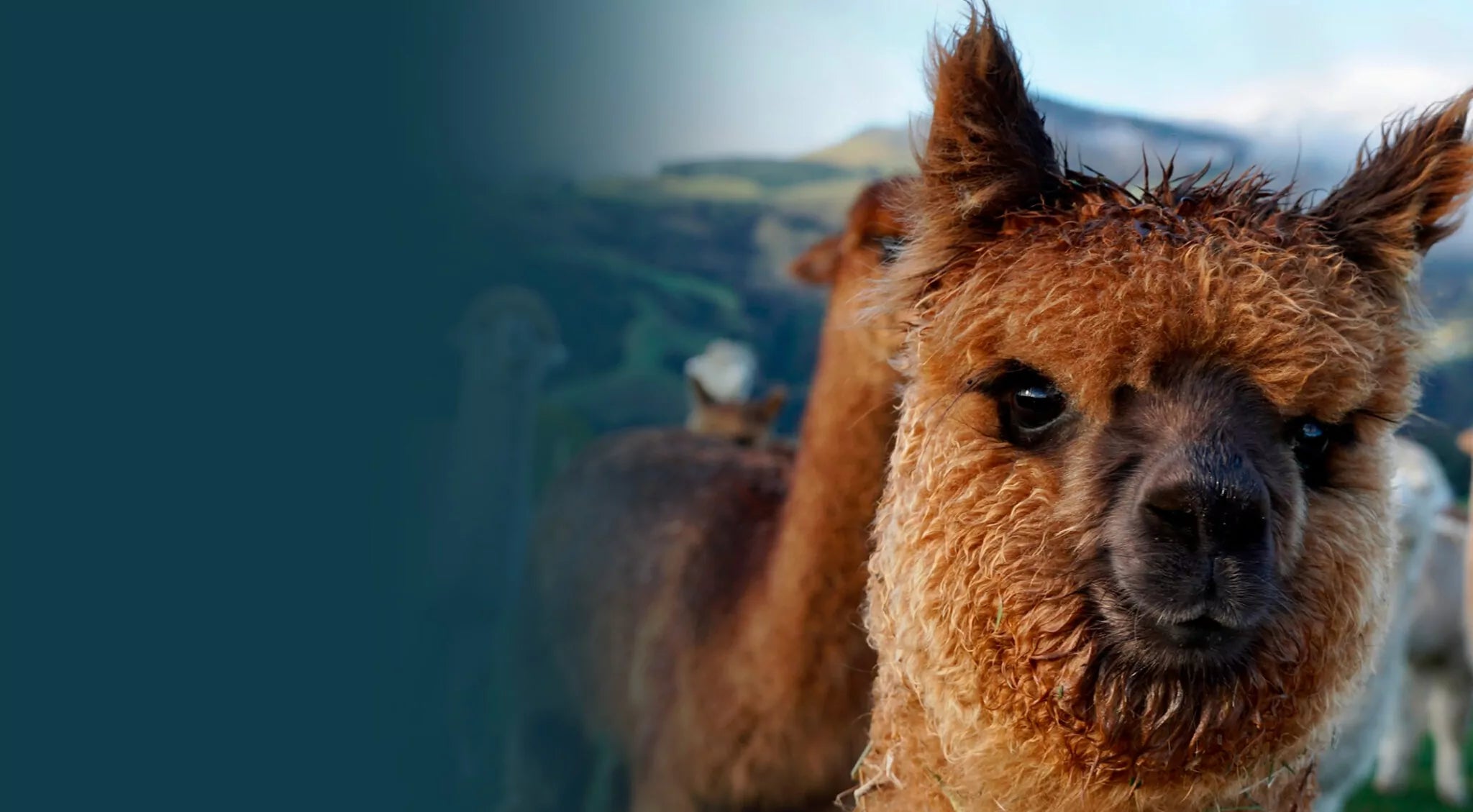 alpaca in akaroa