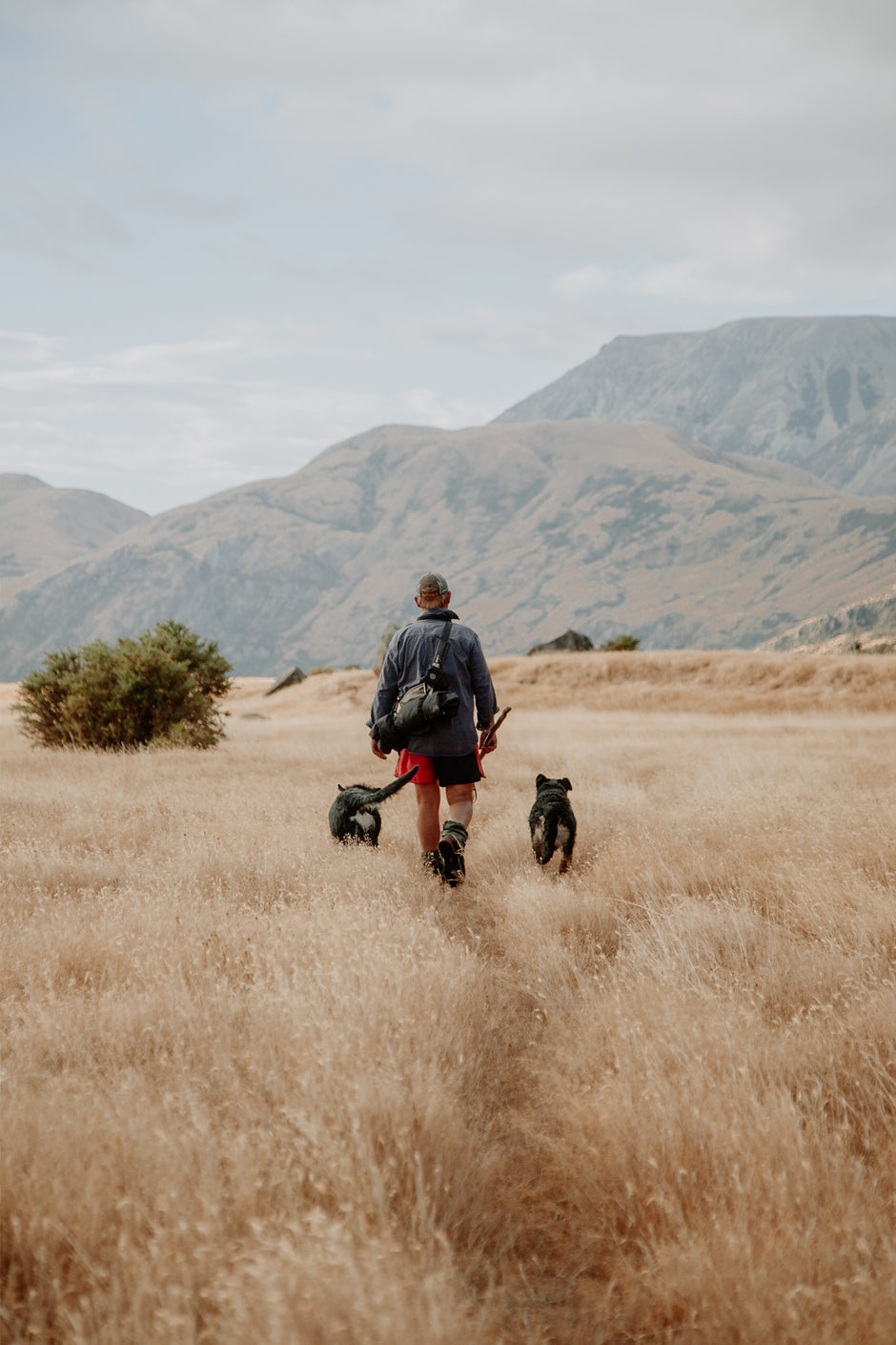 Farmer walking away with dogs