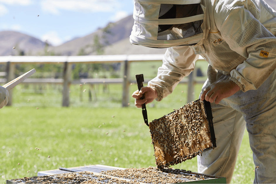 A beekeeper lifting a frame of bees from a hive at Royalburn Station