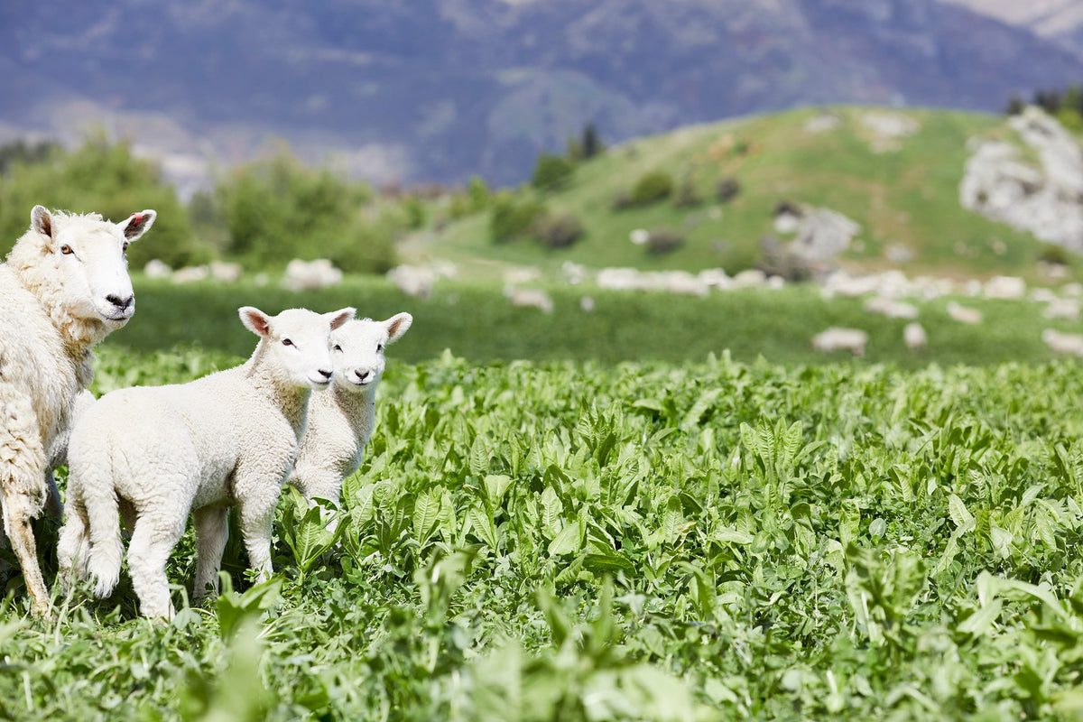 A ewe and two lambs in a green crop paddock at Royalburn Station