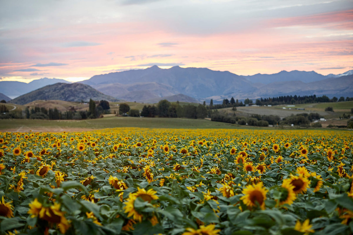 Sunflowers in bloom across a paddock at Royalburn Station at dusk, with mountains beyond