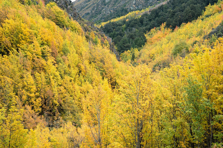 Autumn gold on the hillsides above the Arrow River near Arrowtown