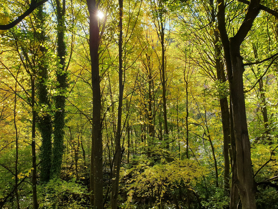 Sunlight through the trees beside the Arrow River walkway at Arrowtown