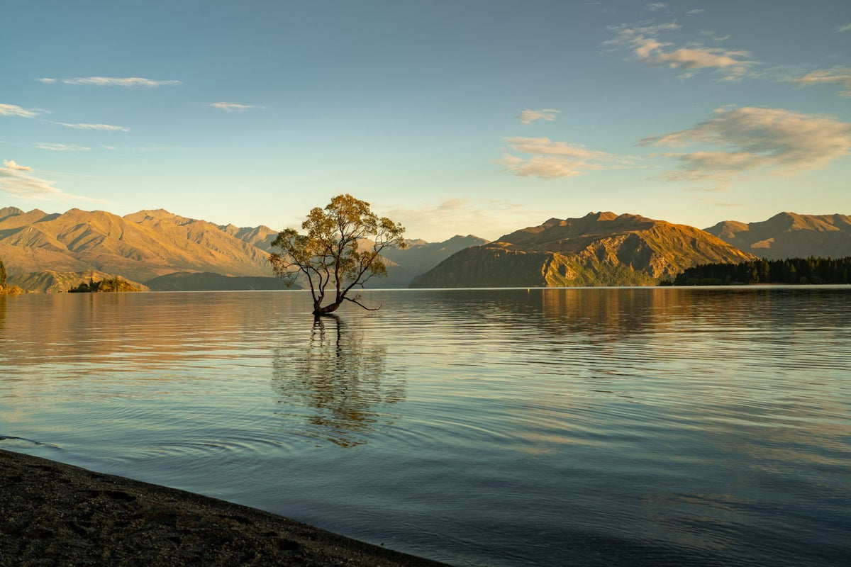 That Wanaka Tree standing in the calm shallows of Lake Wanaka at golden hour