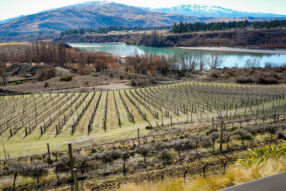 Vineyard rows above the Kawarau River in Bannockburn with snow on the range beyond
