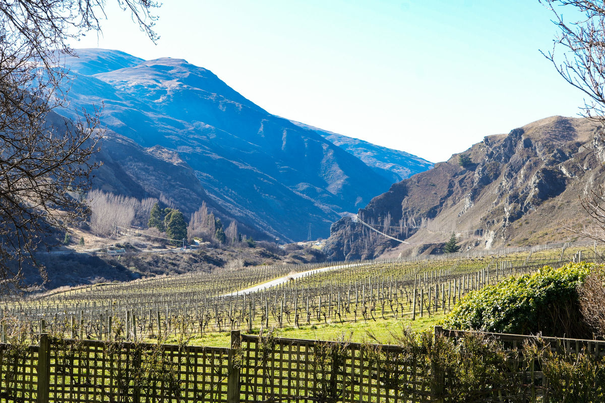 Vineyard rows at Chard Farm beneath the Kawarau Gorge