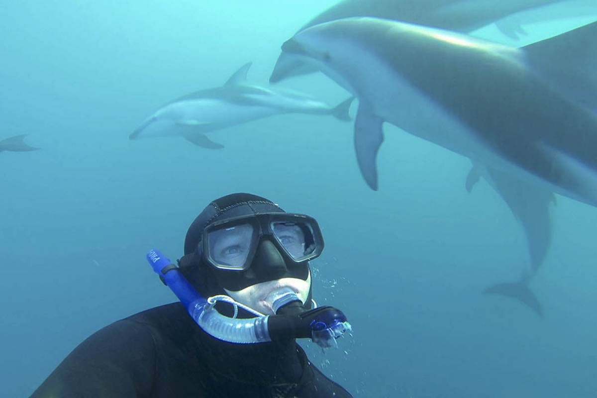 Swim with dolphins under water