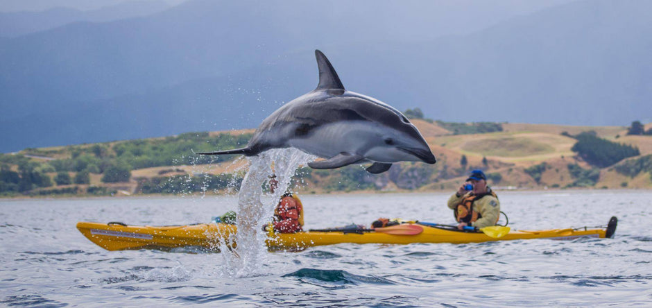 Dolphin leaping in front of kayak