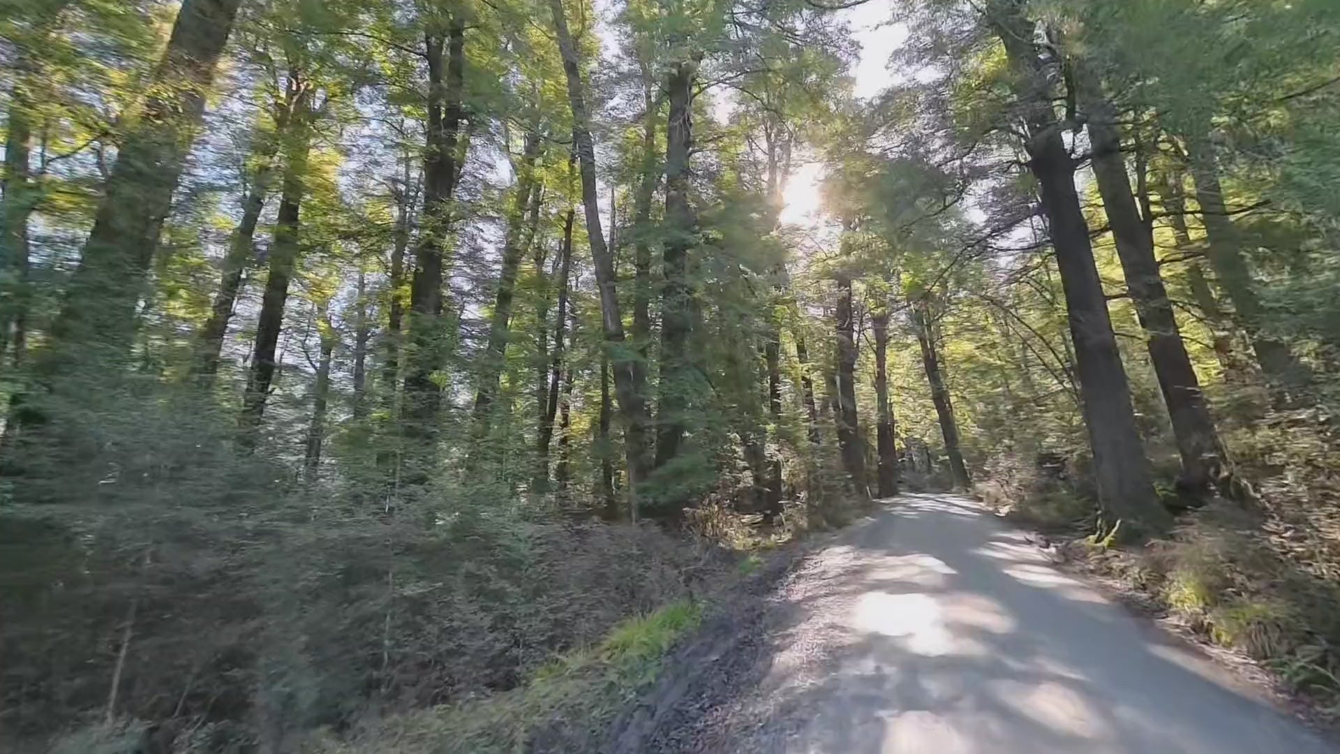 The beech avenue on the road into Paradise, above Glenorchy