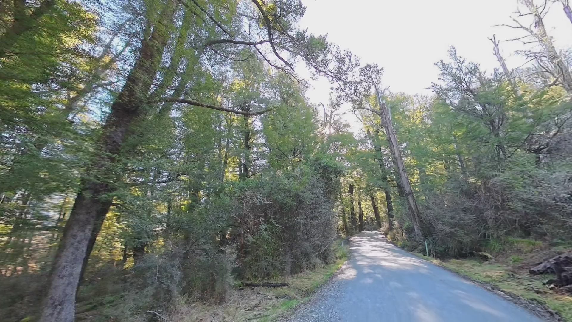 The beech avenue on the road into Paradise, above Glenorchy