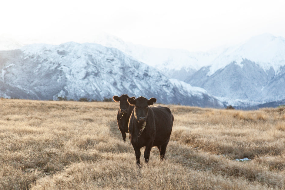 two_cows_and_mountains